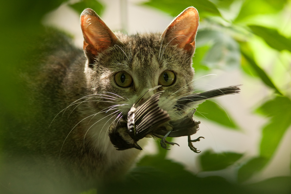 El abandono de gatos: una de las mayores amenazas para la biodiversidad en Colombia