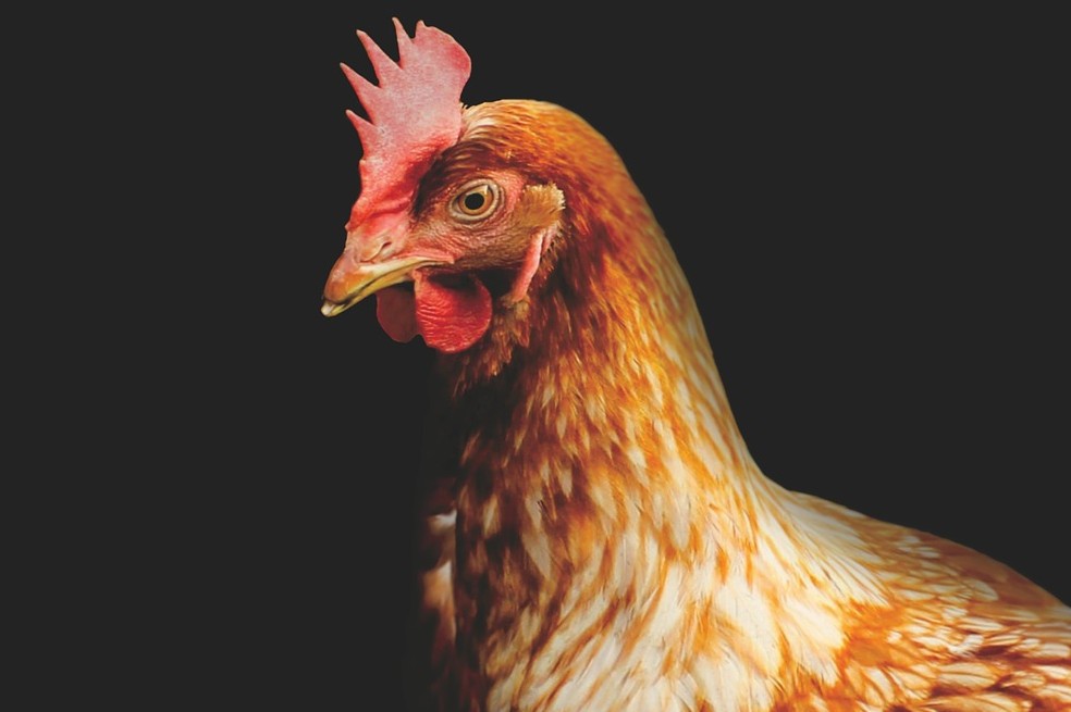 Sabías que las gallinas son los parientes vivos más cercanos del Tiranosaurio Rex