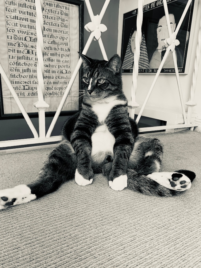 Vincent el gato. ¡Así es como me gusta sentarme! Una de las fotos más comentadas del concurso.
