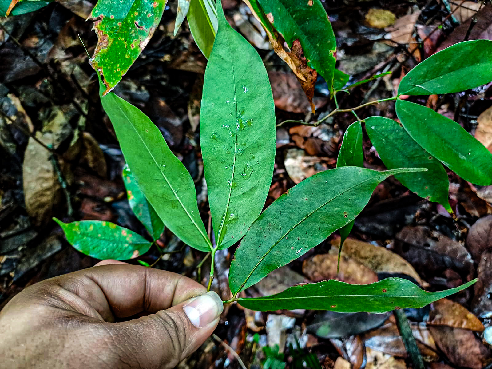 Una plántula de alta calidad no solo debe sobrevivir a la siembra, sino integrarse y contribuir al ecosistema de manera sostenible.