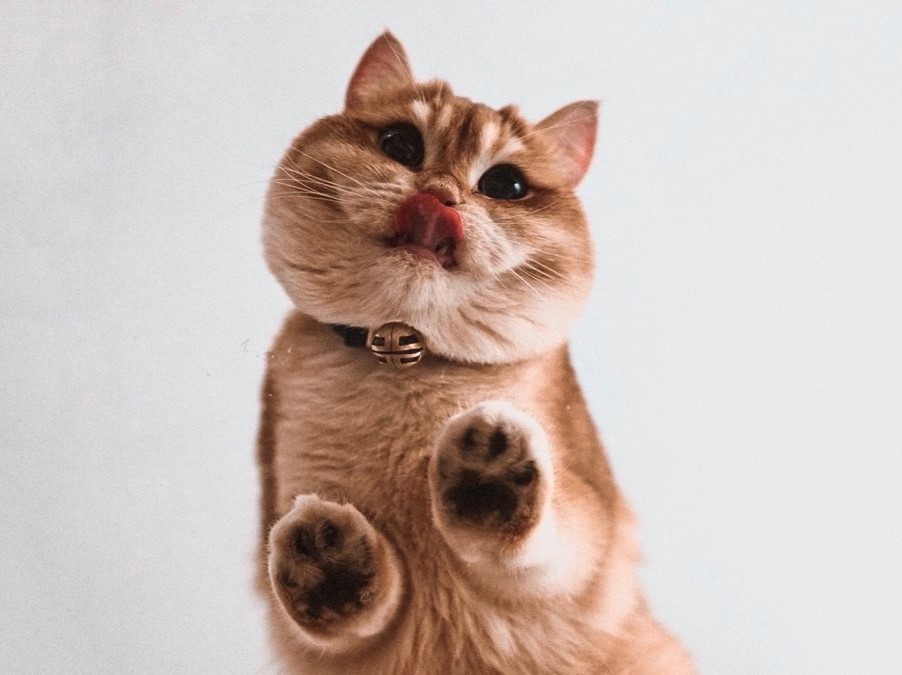 Estos nombres son únicos y llenos de carácter, perfectos para tu felino amigo. ¿Cuál será el elegido?