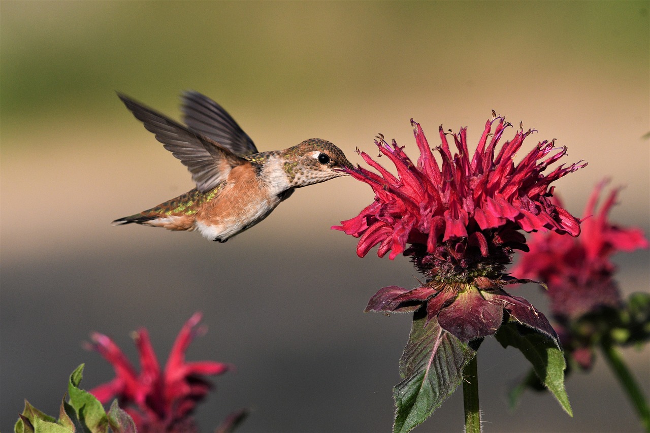 Cinco flores que atraen colibríes y cómo cuidarlas
