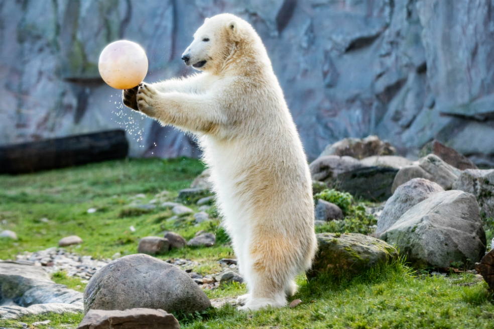 El oso polar «Nanook» juega con una pelota durante su primer cumpleaños