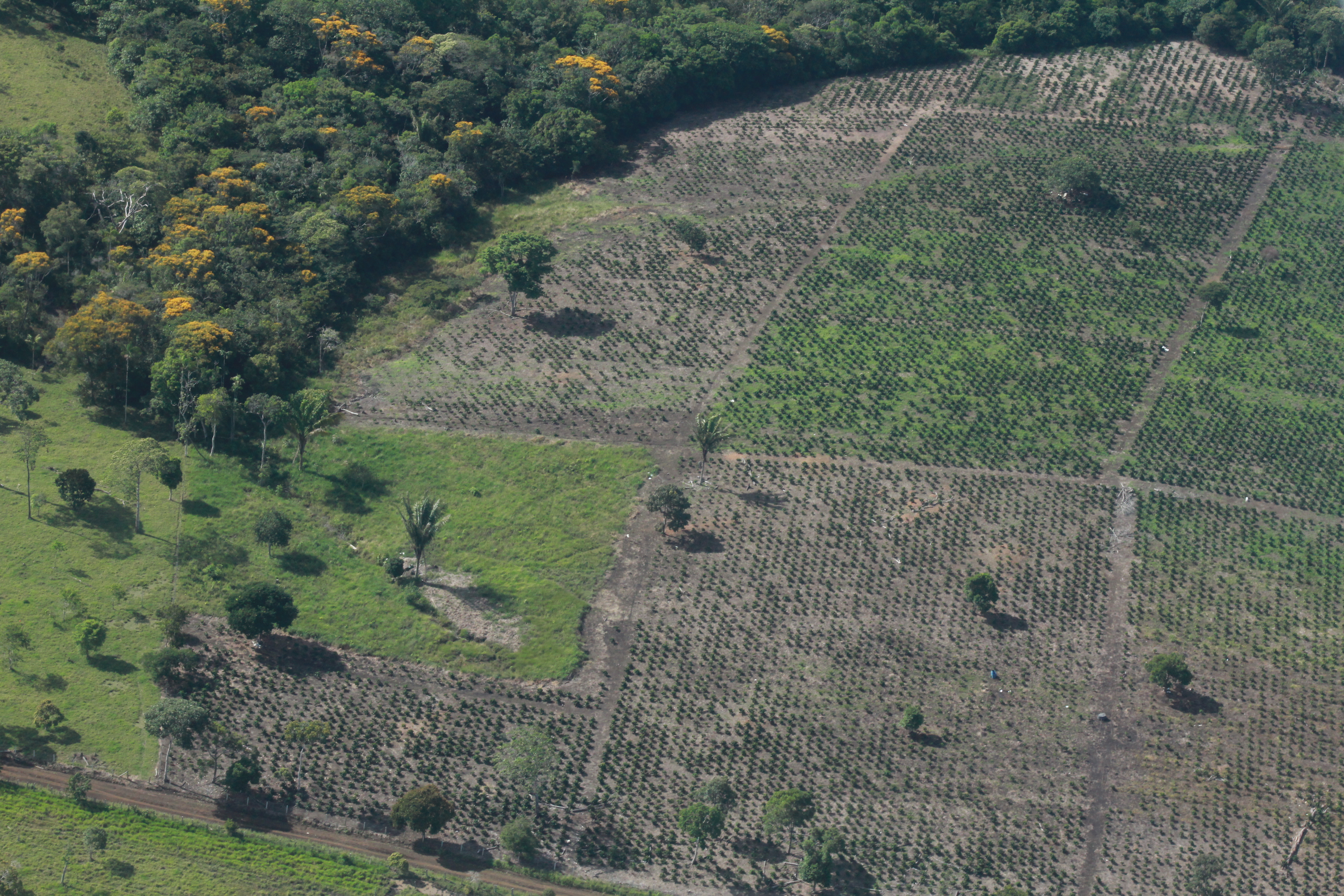 Dejan en libertad a banda señalada de deforestar más de 52 mil hectáreas de bosque en Meta