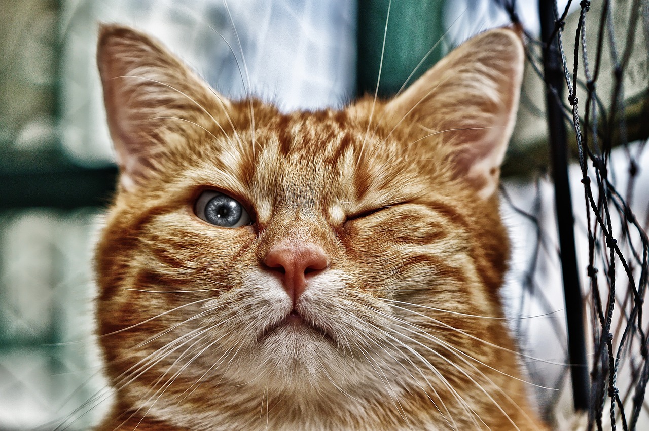 Estas son las increíbles cosas que hacen los gatos