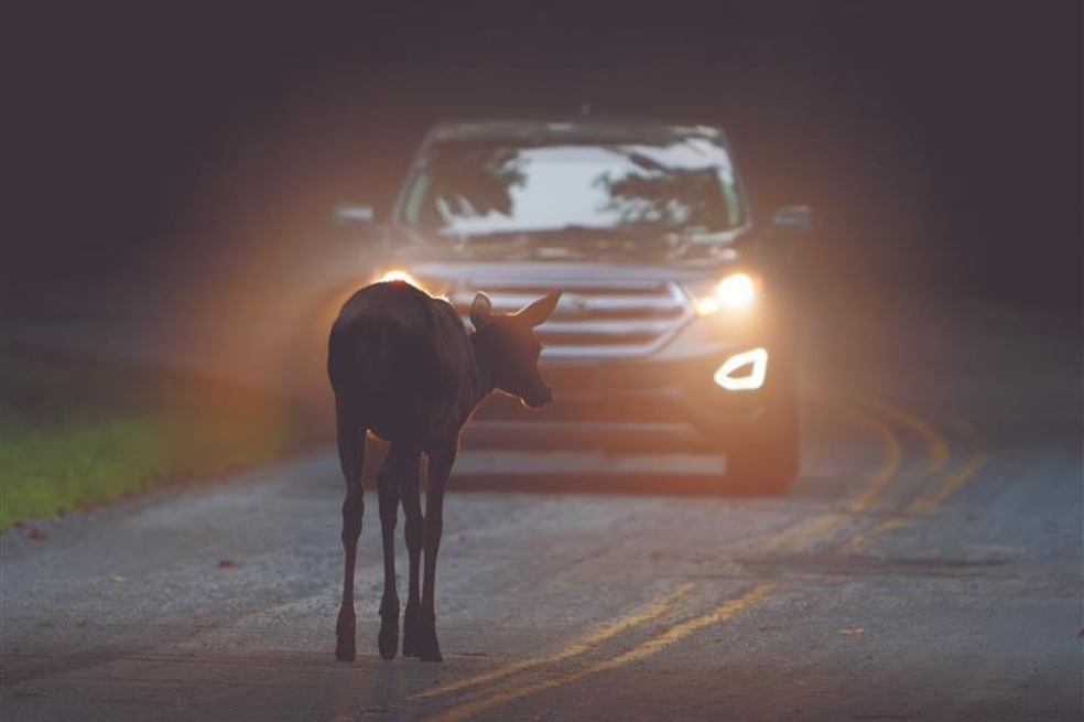 Los animales que perdemos atropellados en las carreteras colombianas