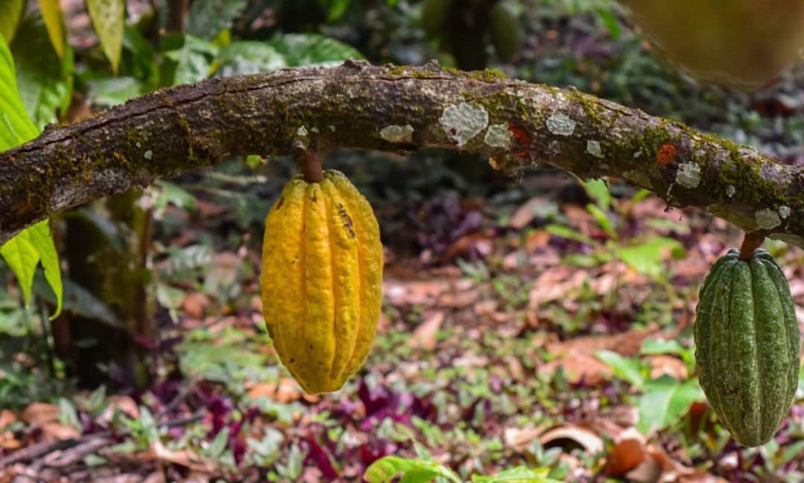 Gratis y en Bogotá: el primer evento de cacao de especialidad del país llega en mayo