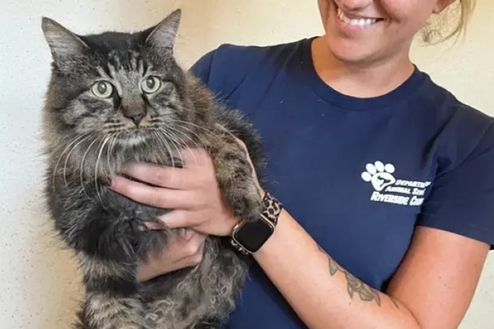 “Pensé que estaba muerto”: gato perdido se reúne con su familia después de 12 años