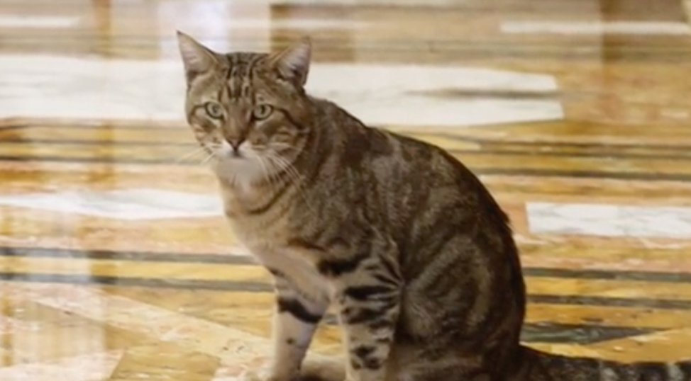 Michistro: el gato que adoptó la casa presidencial de Perú