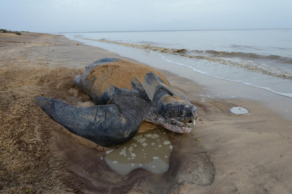 El cambio climático está afectando gravemente la reproducción de la tortuga laúd.