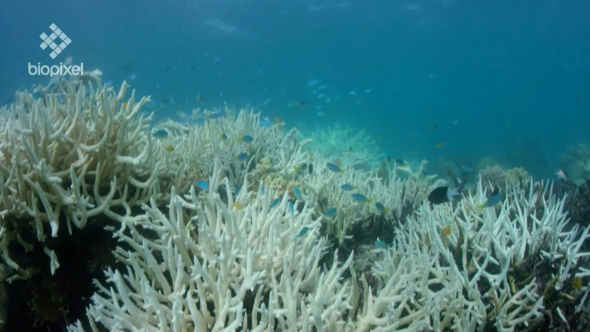 Arrecifes australianos en peligro: ola de calor blanquea 91% de los corales