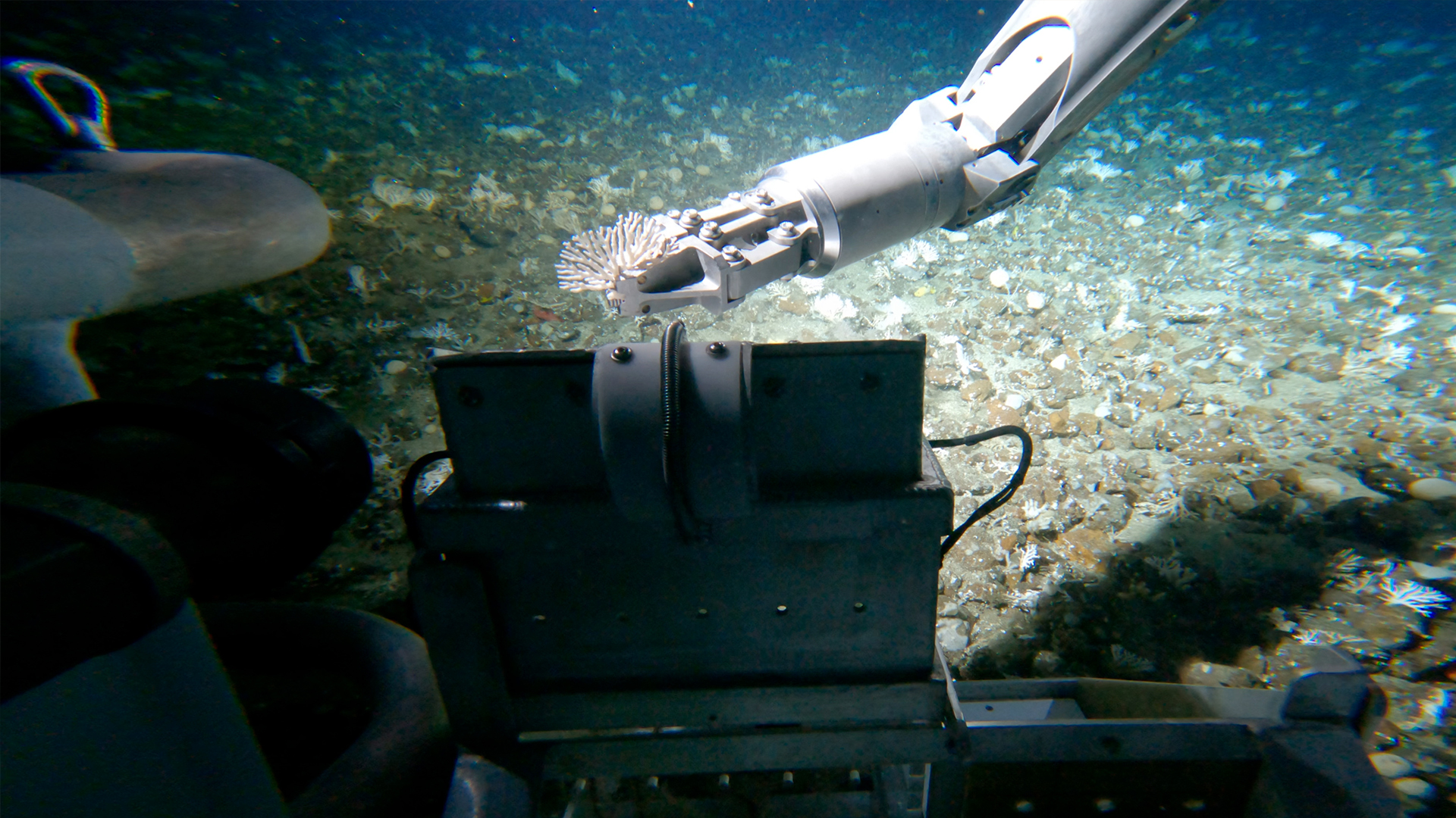 Así descubrieron un nuevo coral en Colombia a 240 metros de profundidad