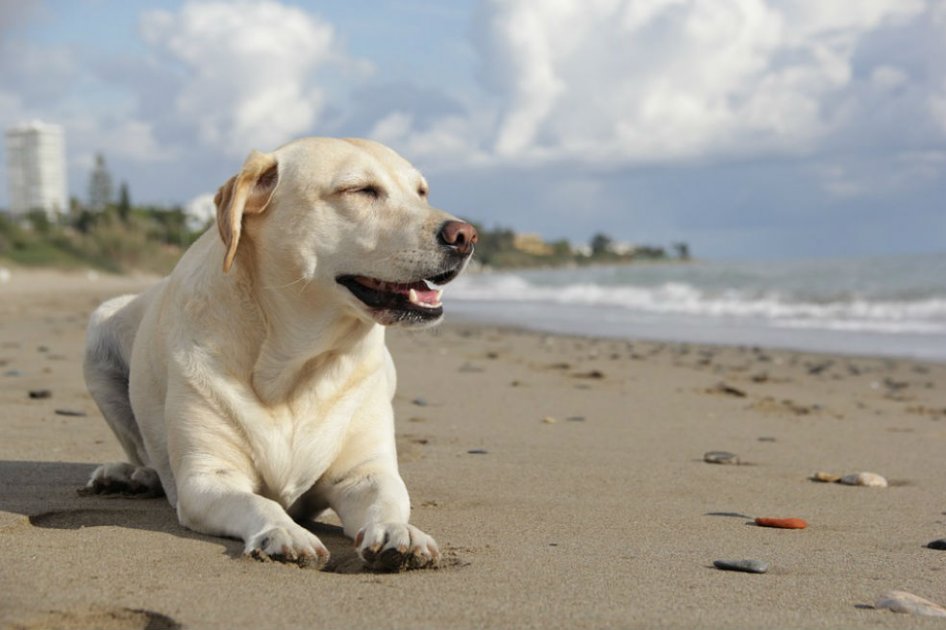 Controversia en Uruguay: en playas de Montevideo multarán a quienes ingresen con perros