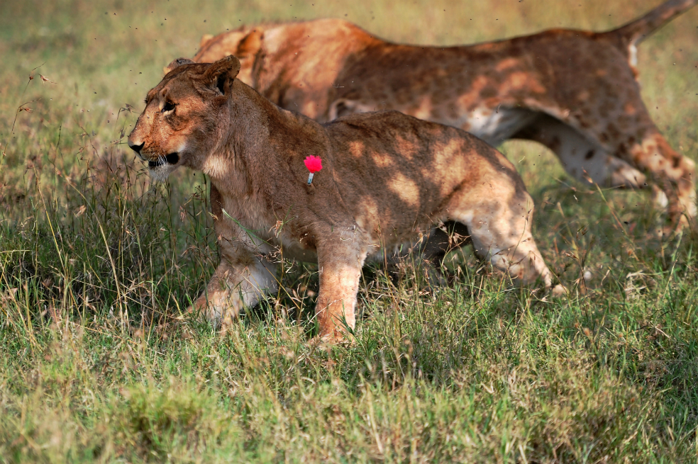 En Kenia es atendida una leona que tenía lesiones