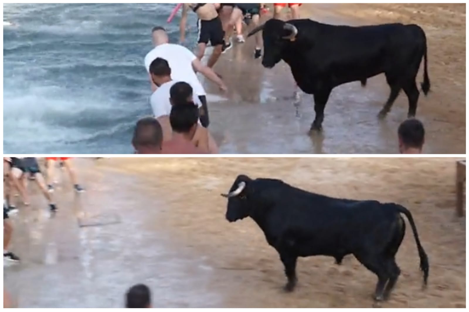 Toro murió ahogado tras huir de personas en un evento taurino, esto se sabe