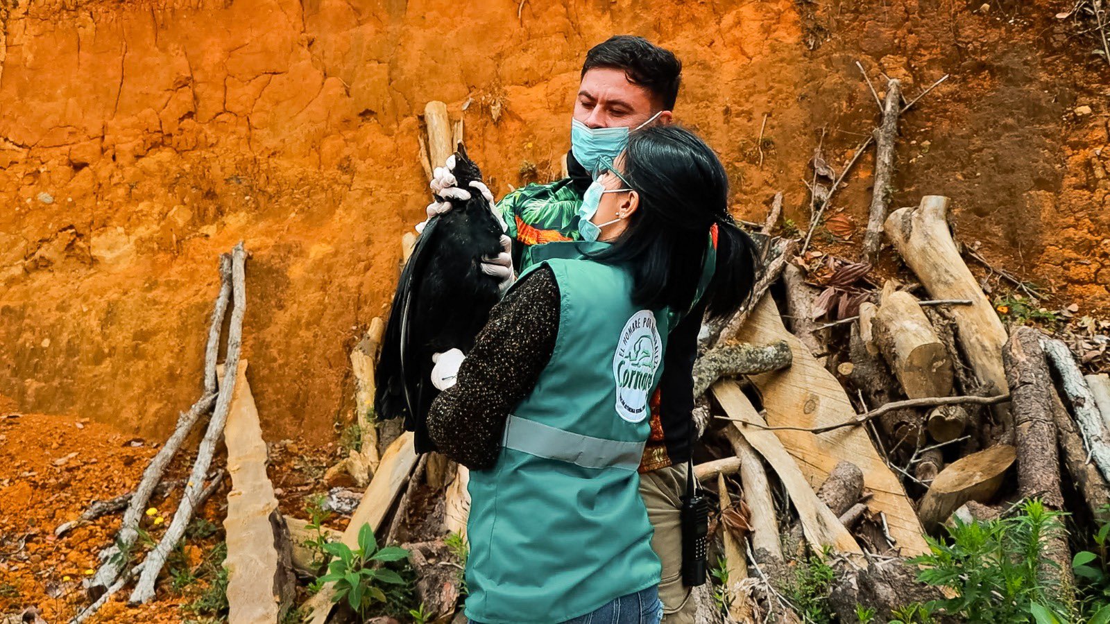 Investigan la muerte masiva de gallinazos y otros animales en Guarne, Antioquia