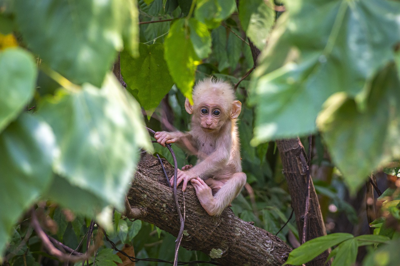 Semana Santa, época de tráfico de fauna silvestre: así podría ayudar