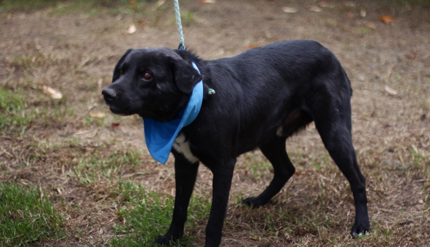 Es un perro adulto alegre y cariñoso con los humanos, pero debido a un accidente, su movilidad es particular y no puede convivir con otros animales. A pesar de su condición, a Torcido le encanta jugar y correr, pero no puede hacerlo tan rápido como quisiera.