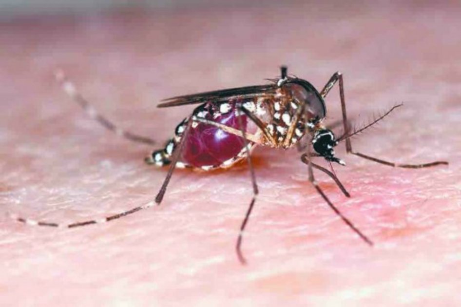 La vagina, nicho del virus del Zika