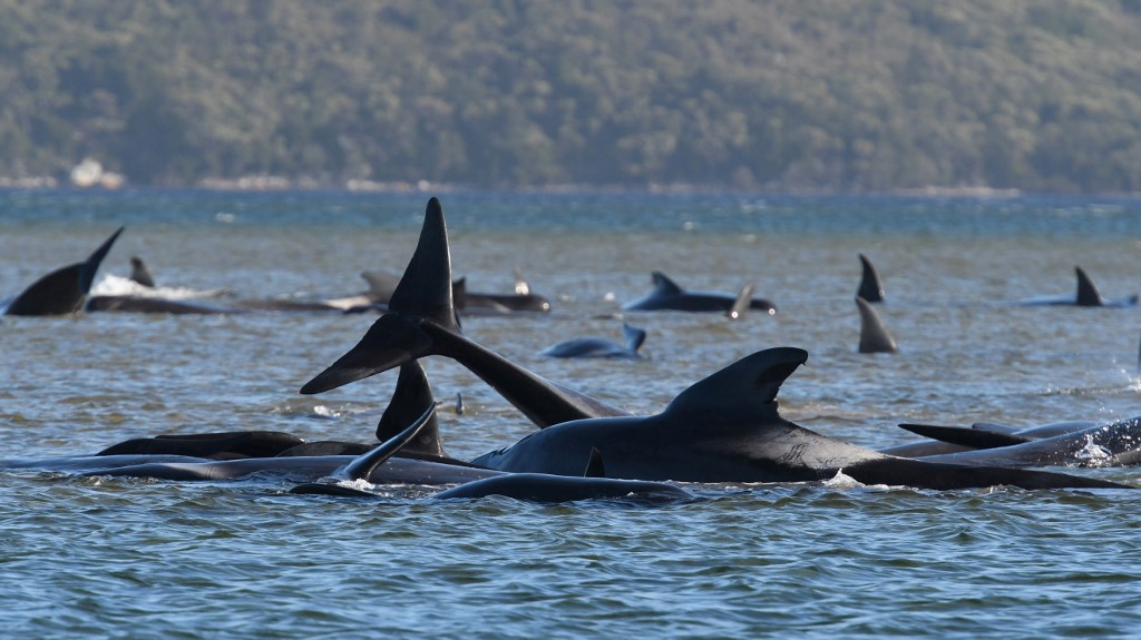 Los científicos creen que la mayoría de las ballenas piloto, que están parcialmente bajo el agua, deberían poder sobrevivir varios días.