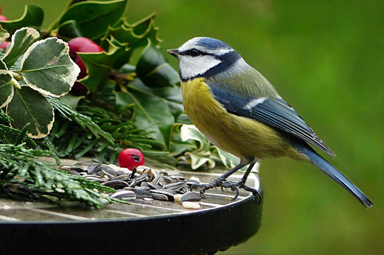 Las aves podrían estar perdiendo sus colores debido al cambio climático