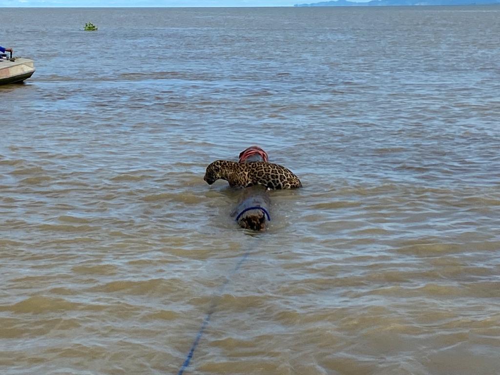 Rescatan a jaguar que nadaba a la deriva en Turbo, Antioquia