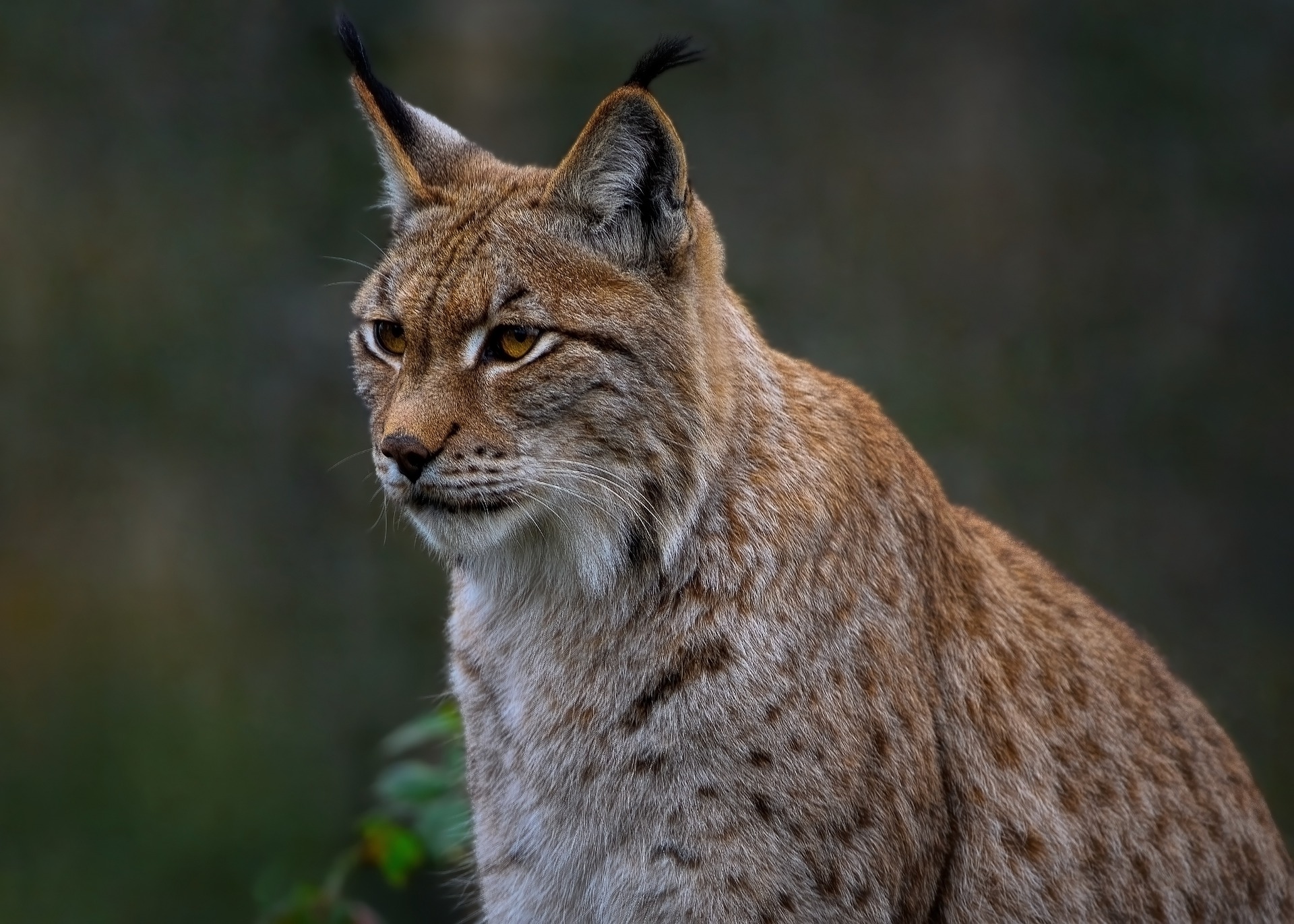 Esta es la más común de las especies de linces. Otras de su género han estado cerca de la extinción.