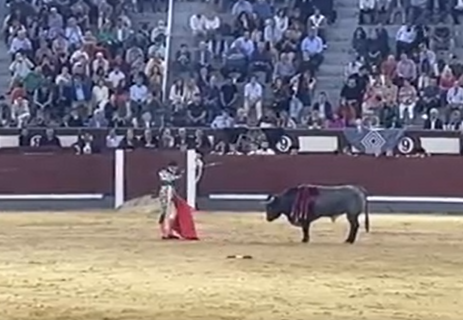 Video: torero casi muere tras ser corneado durante evento taurino en España