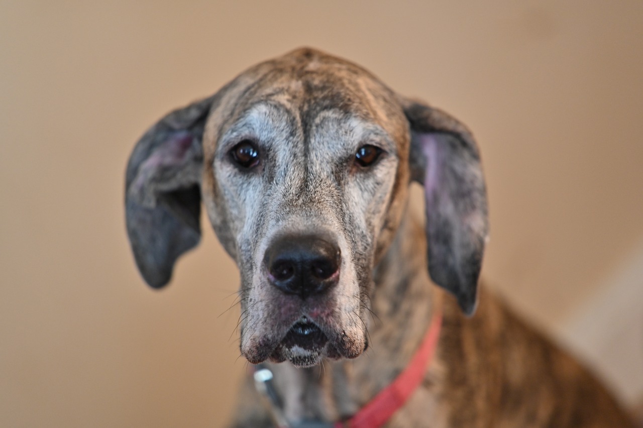 ¿Cómo saber la edad de un perro adoptado o rescatado? Así puede calcularla