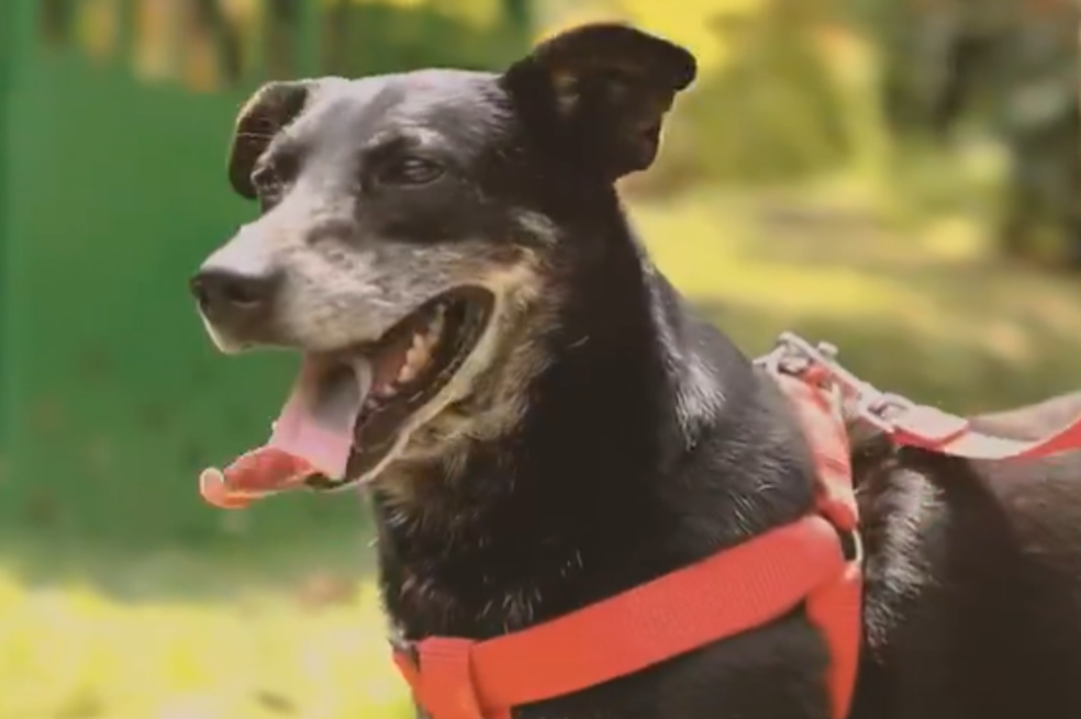 ¿Su sueño es adoptar un perro o gato? Esta semana podrá hacerlo realidad en Medellín