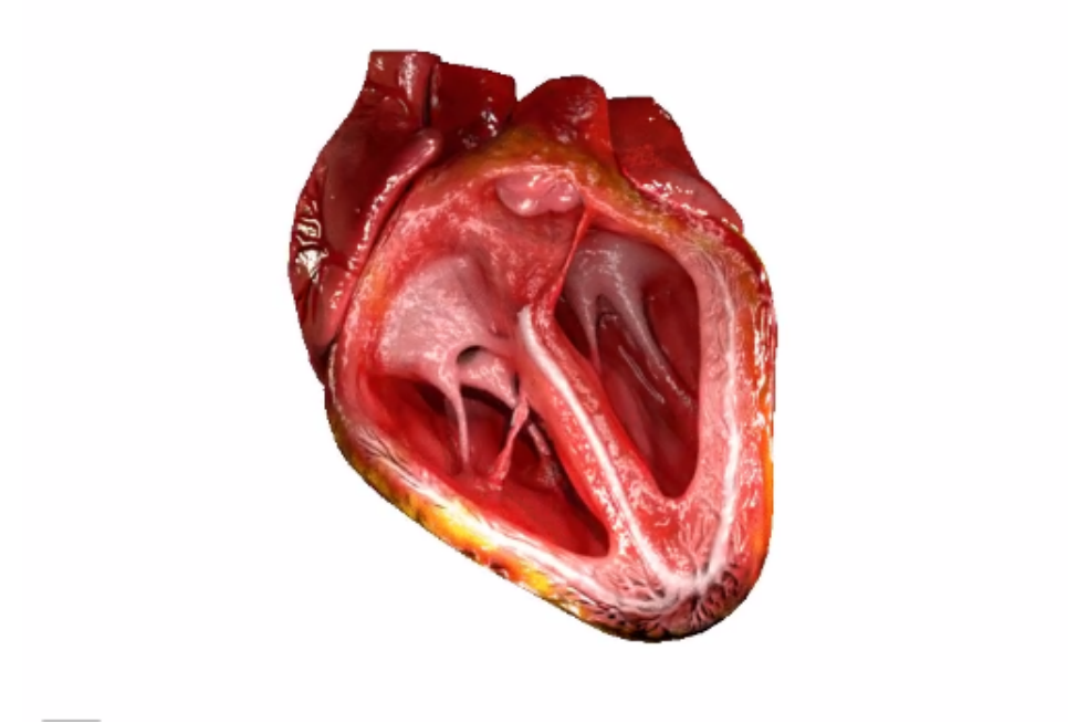 ¿Por qué tenemos el corazón a la izquierda?