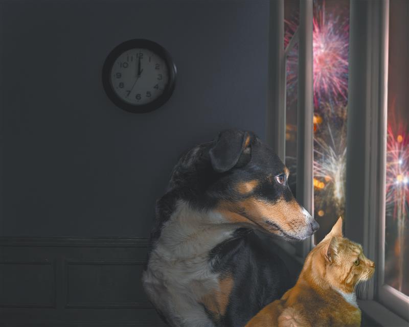 Consejos para evitar que su mascota se asuste con la pólvora en este diciembre