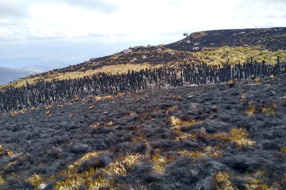 Denuncian la destrucción de varias hectáreas de frailejones en páramo de Boyacá