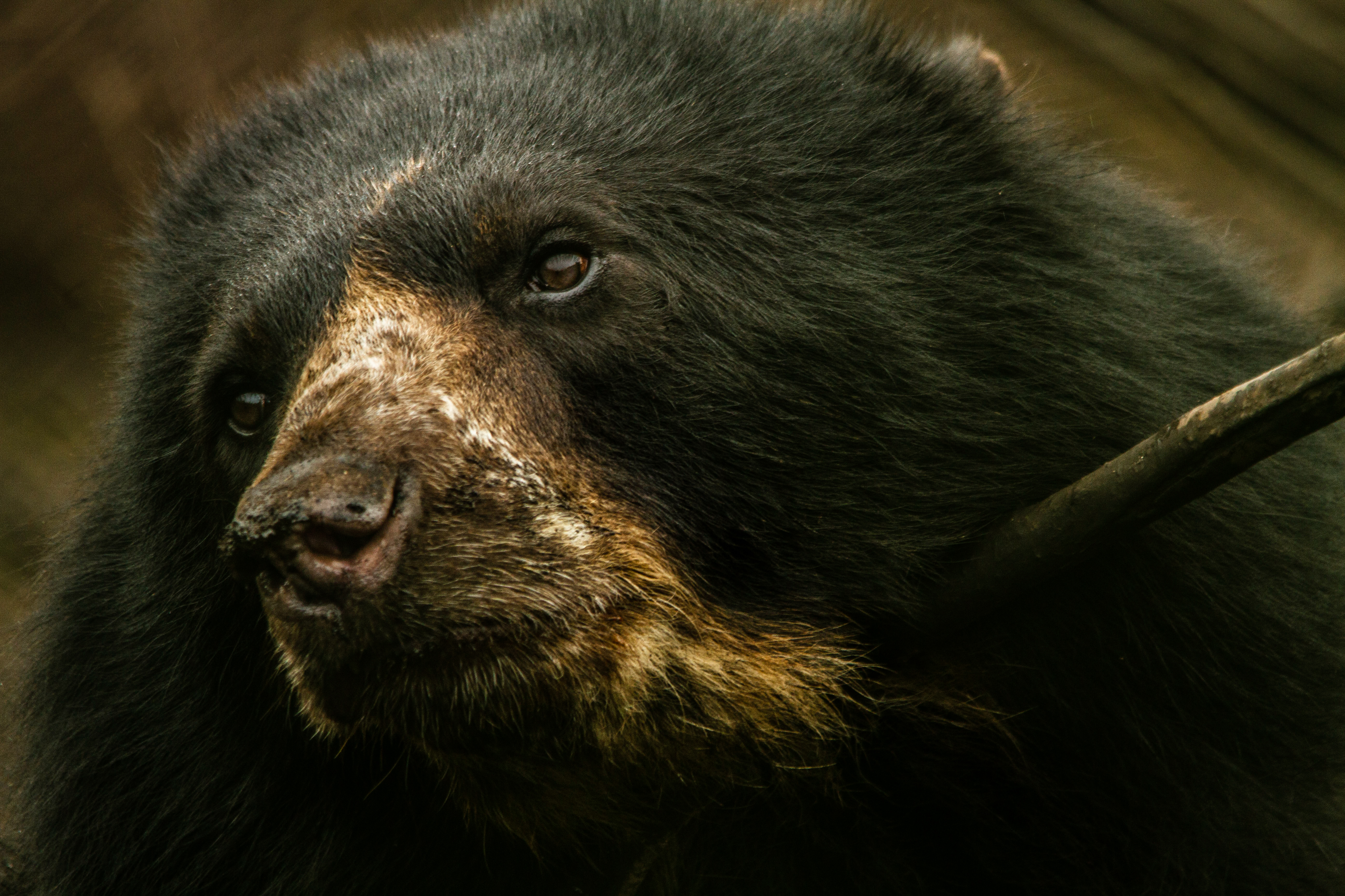 El oso andino está recuperando su hábitat en las montañas de Colombia