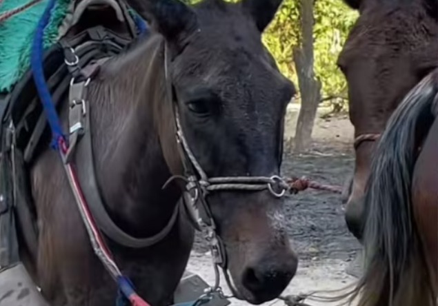 Veterinaria denuncia maltrato a caballos usados para recorridos en Parque Tayrona