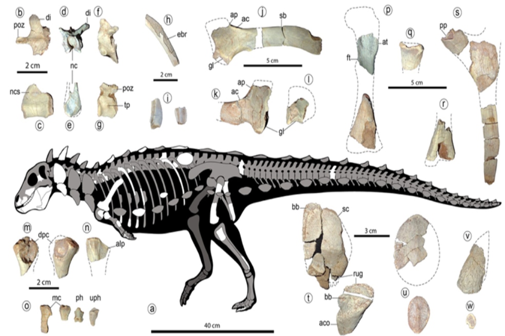 En Argentina descubrieron un dinosaurio único en su tipo para Sudamérica