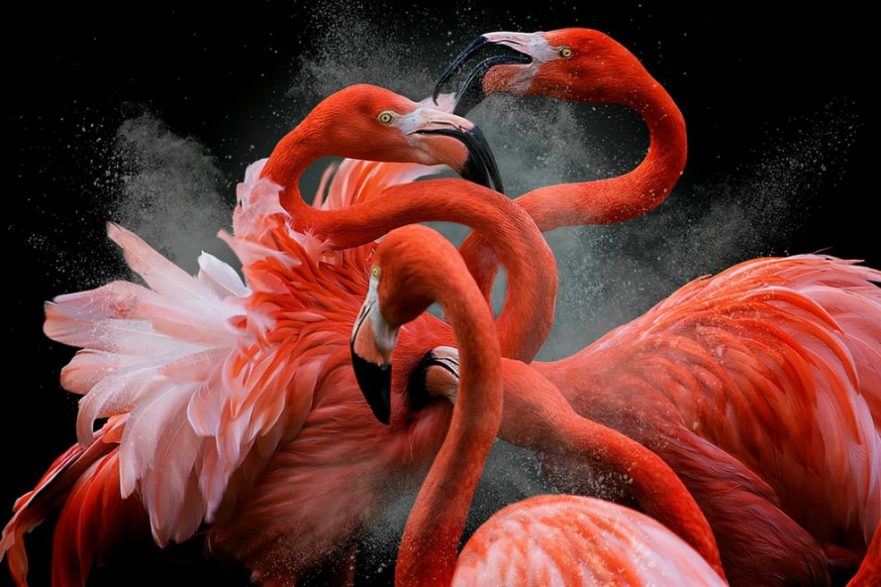 Las mejores fotografías de aves de 2018