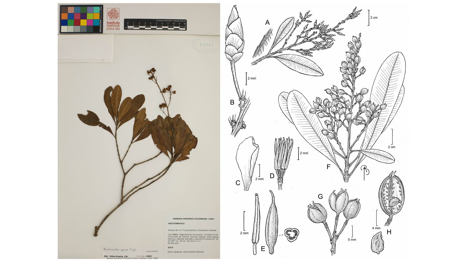 Con especies de la Amazonia, describen un nuevo género de plantas para la ciencia
