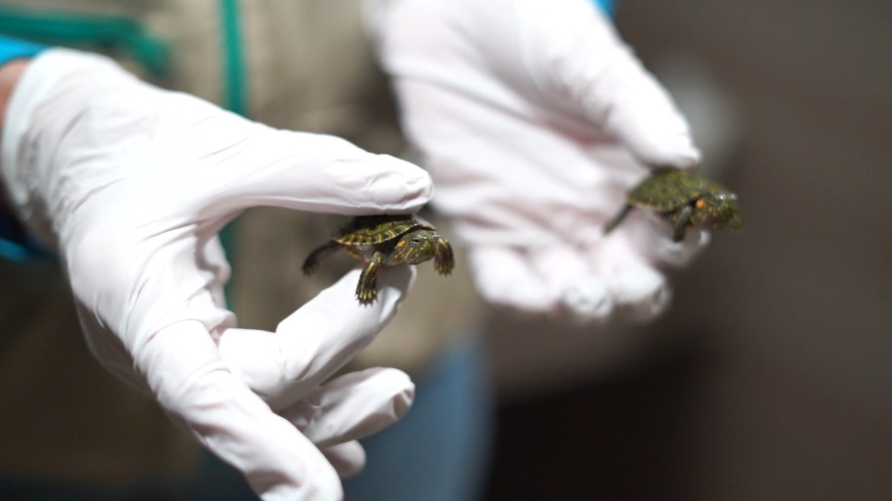 Rescatan más de 700 especies de fauna silvestre que iban a ser comercializadas