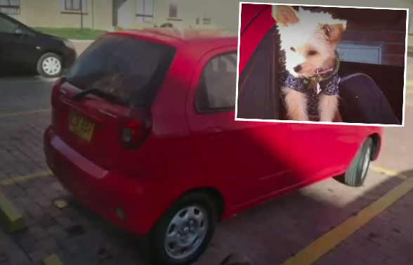 Doble drama: hurtan carro en Bogotá con mascota a bordo