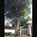 El «baobab» que talarán