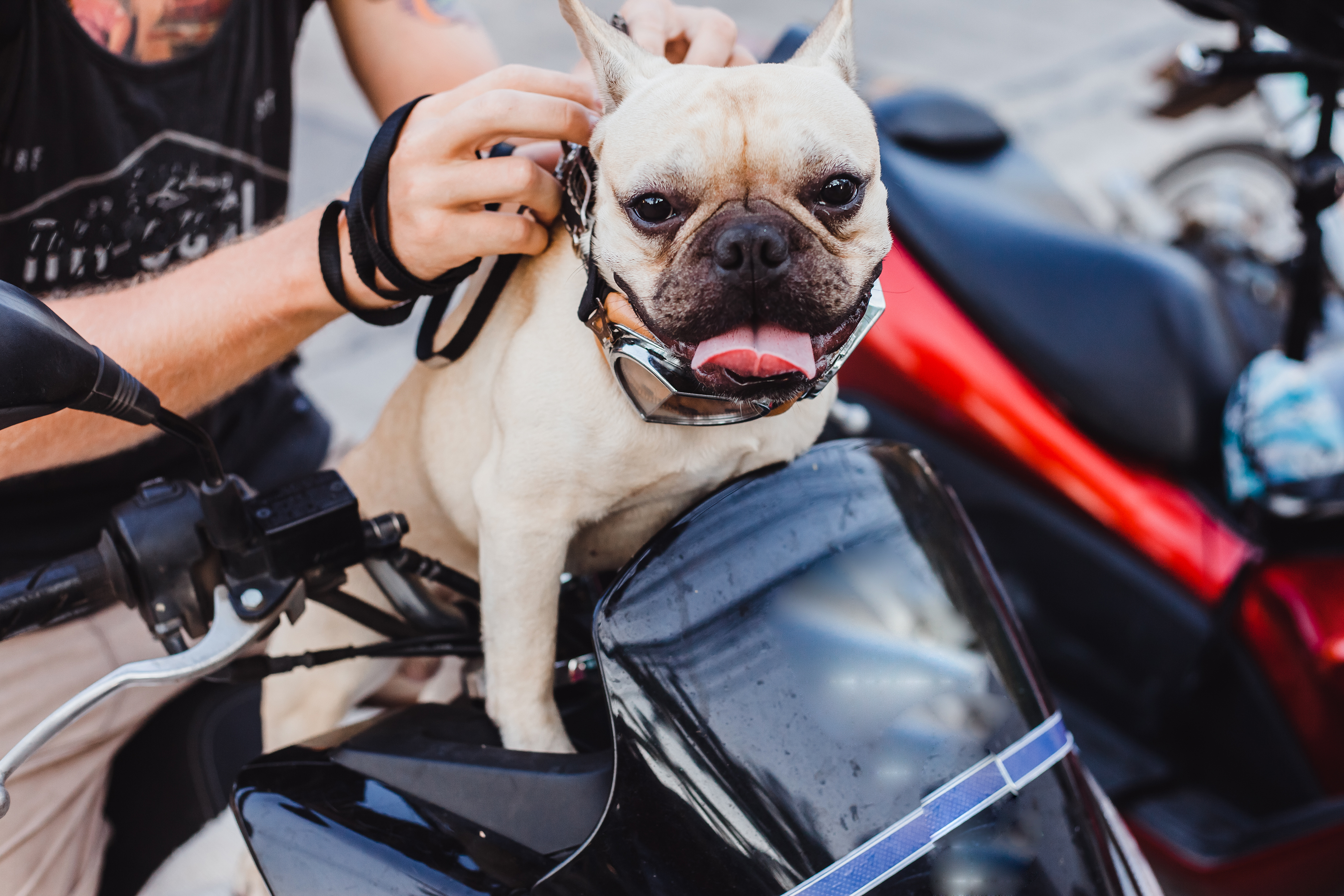 ¿Se puede viajar en moto con perros o gatos? Videos se hacen virales