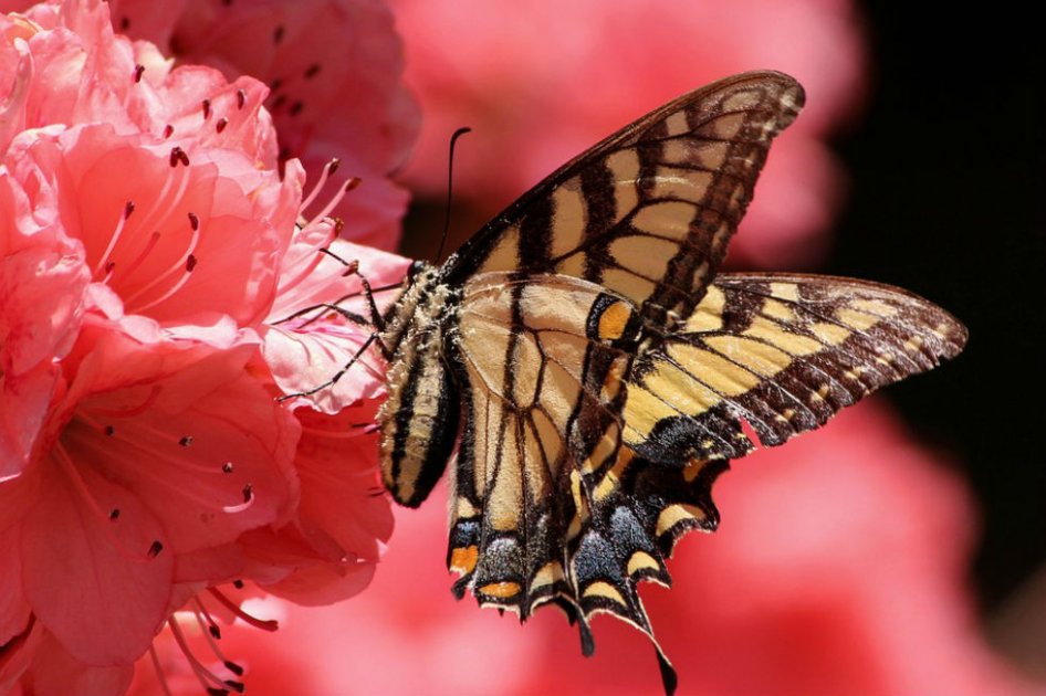 Interacción entre flores y mariposas, deteriorada por cambio climático