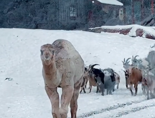(Video) La tierna reacción de un camello bebé al pisar la nieve por primera vez