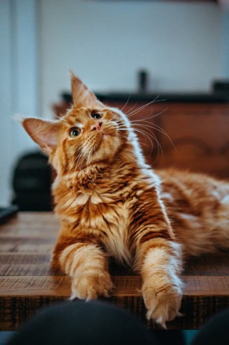 Nombres para gatos naranjas: 10 opciones para que le pongas a tu mascota