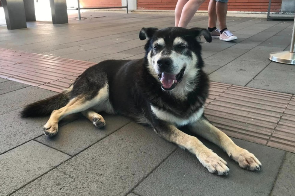 Pompeya se despide de Argo: el perro callejero que se convirtió en un símbolo de la ciudad
