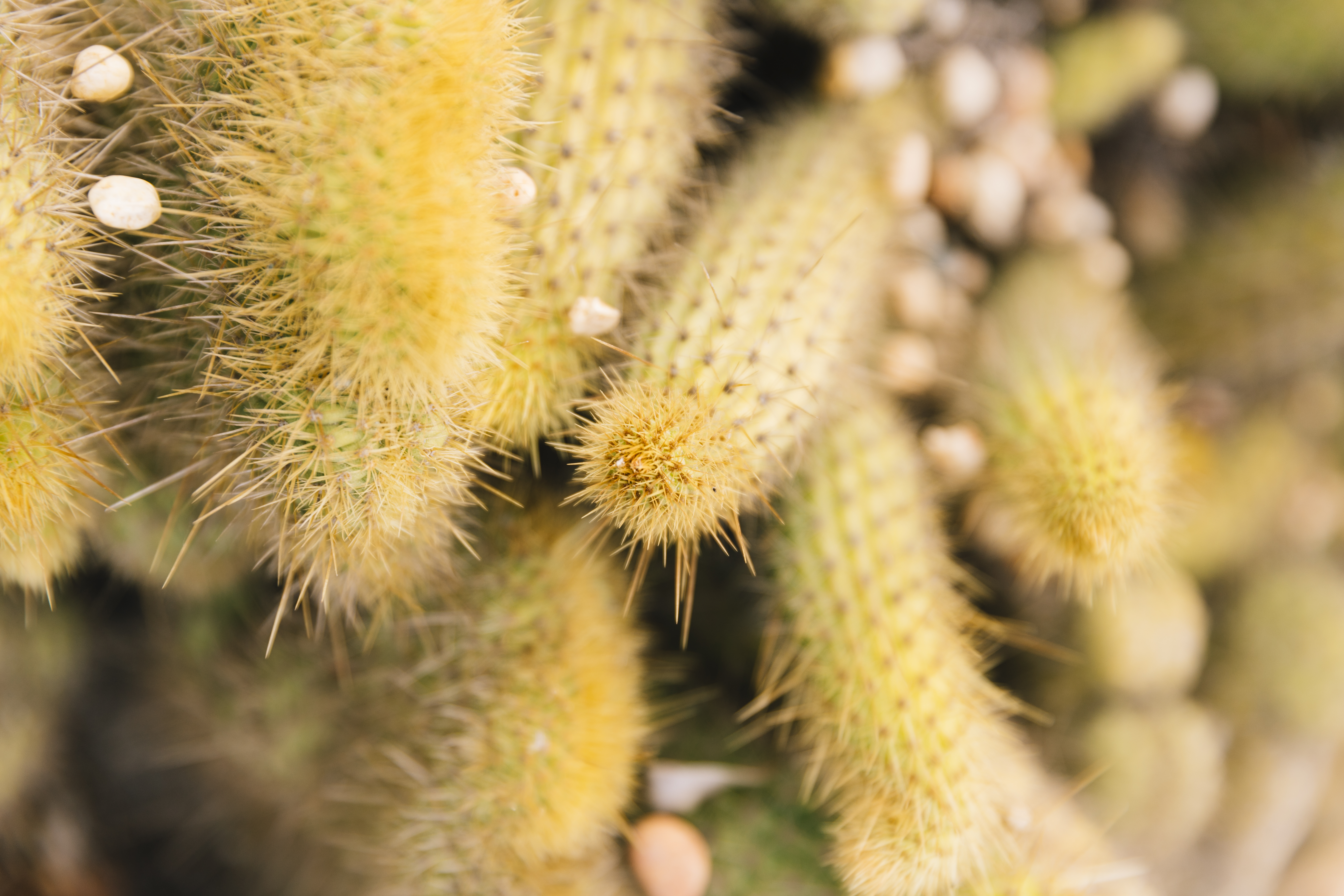 El Cleistocactus colademononis, conocido como “cola de mono”, es un cactus colgante originario de Bolivia que destaca por sus tallos largos, espinas suaves y flores rojas llamativas.