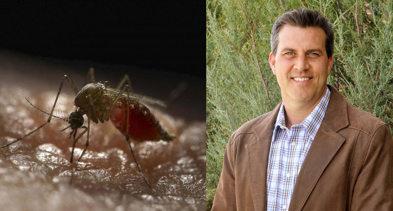 “Si no causaran tanto sufrimiento, quizás admiraríamos a los mosquitos”