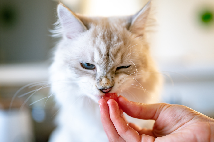 Mi gato come carne cruda, ¿qué hago? Sigue estos consejos para su alimentación
