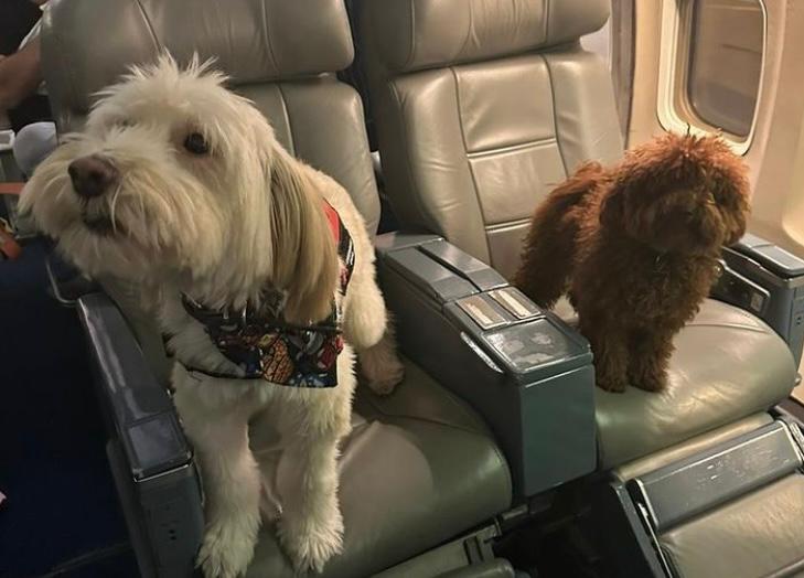 “No podíamos olvidarlos”: rescatan a mascotas desde Israel en vuelo humanitario chileno